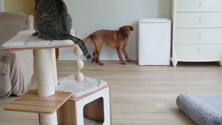 When Cats and Dogs Team Up: Hilarious Treat Heist!