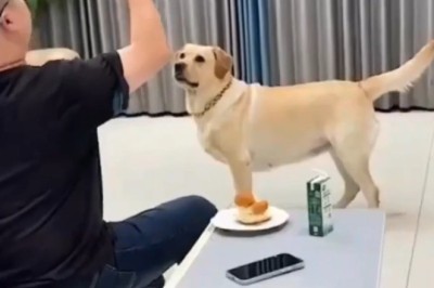 When the Tables Turn: Hilarious Dog Prank Gone Right!