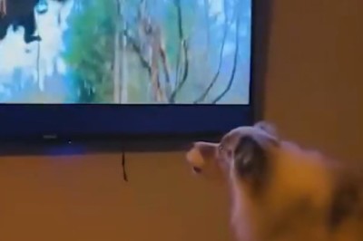 Why Watching TV with Dogs is a Hilarious Mistake!