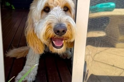 A Majestic Chronicle of Humanity's Heart: Lola's Radiant Spirit and the Whimsical Doggy Door
