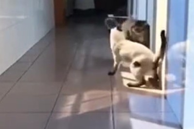 Cat in the Couloir: A Feline Adventure Like No Other!