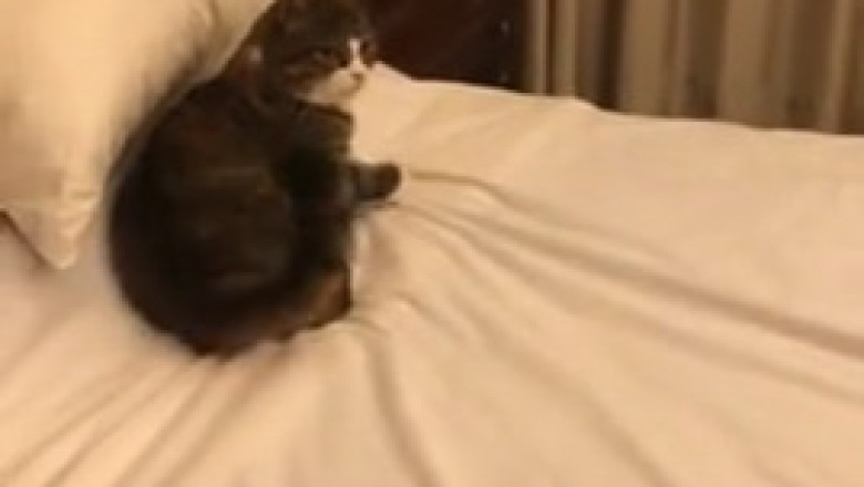 Cat vs. Cat: Hilariously Epic Feline Fails!