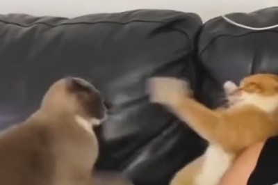 Cats Being Cats: The Most Hilarious Cat Fails and Antics!