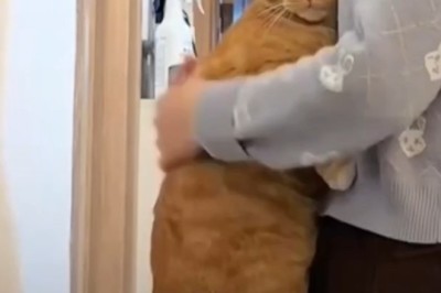 Cuddles and Comfort: the Cat's Reaction to a Tough Day!