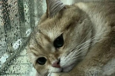 Do Cats Cry? Discover the Hidden Signs of Feline Emotion!