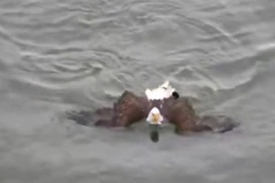 Eagle Takes a Dip: The Most Hilarious Swimming Adventure!