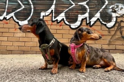 Embracing the Dachshund: A Heartfelt Exploration of Their Unique Lives