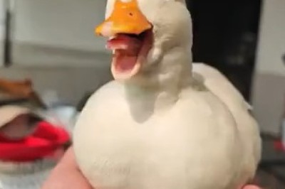 If It Looks like a Duck. . . You Won't Believe What Happens Next!