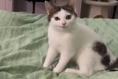 Majestic Beauty: A Stunning Cat Portrait