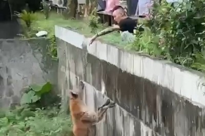 Outrage Erupts As Reckless Tourist Taunts Hyenas At Taipei Zoo!