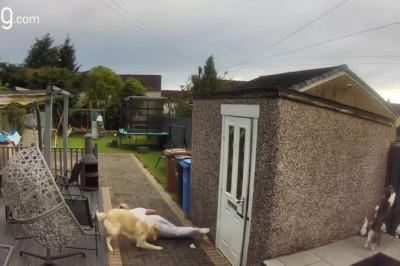 Puppy Tackle Gone Viral: Grandma Gets Swept Off Her Feet By Golden Retriever!