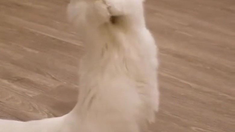 The Purr-fect Encounter: Beautiful Cat vs. Butterfly!