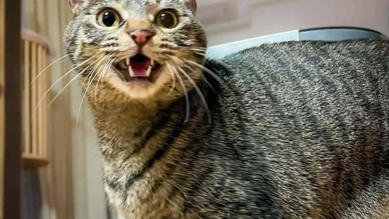 Unlocking the Secret Language of Cats: Heartwarming Welcome Rituals That Will Melt Your Heart!