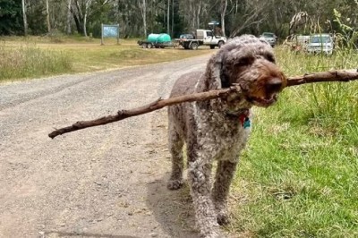 Wands in the Wild: Exploring Why Dogs Love to Carry Sticks