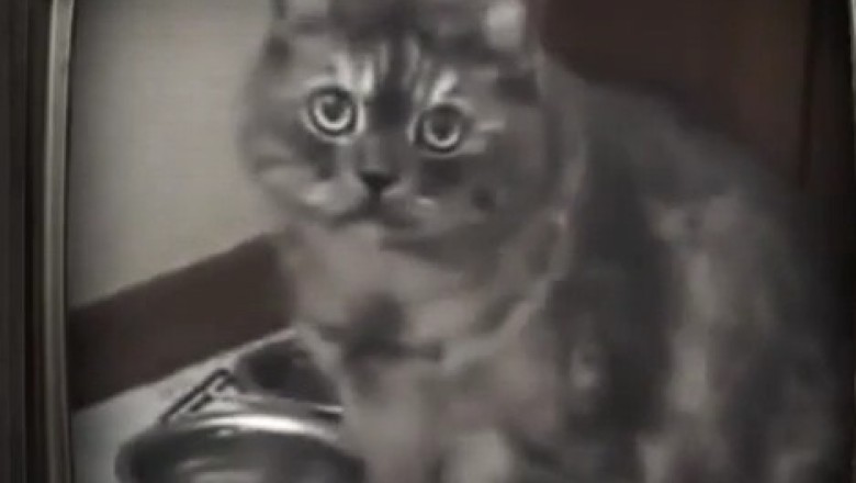 When Cats Sing: the Unexpectedly Beautiful Cat Vocals!