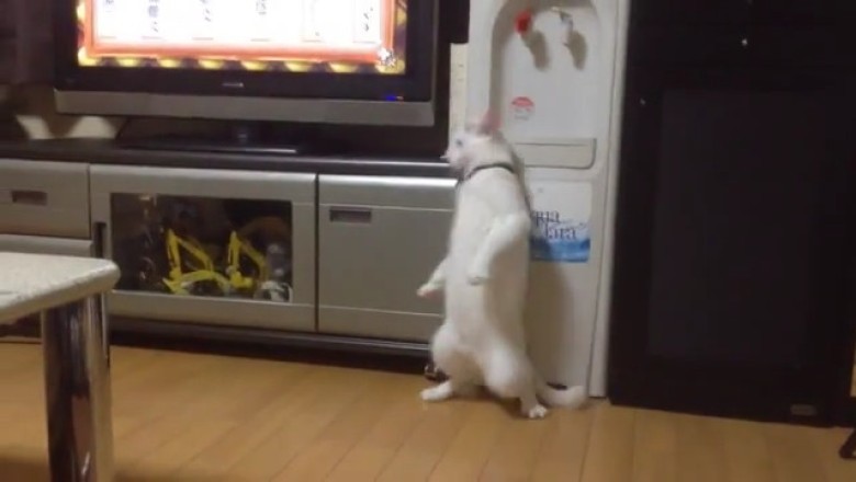 When Cats Try to Be Ferrets: The Hilarious Stand-Up Routine!