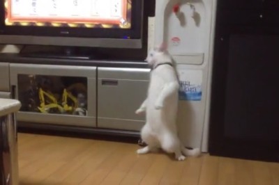 When Cats Try to Be Ferrets: The Hilarious Stand-Up Routine!