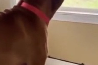 When Your Dog Thinks They're a Wolf: Hilarious Howling Compilation!