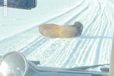 Bison Boogie: Canadian Family Dances in the Snow During a Snowstorm Encounter
