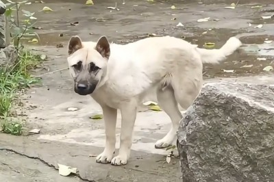 Dogs Busting Moves: Hilarious Dancing Dogs Compilation!