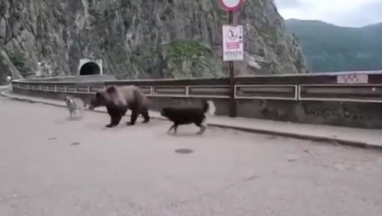 Hilarity Ensues: Dogs Take on Bear in Epic Street Showdown!
