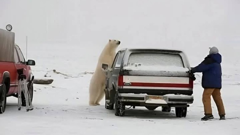 Living with Giants: The Unique Coexistence of Humans and Polar Bears in Churchill, Canada