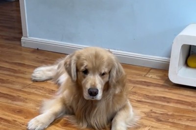 Oops, Xiaobu! Doggy's Thoughts Written All Over His Face - Cutest Pet Reactions!