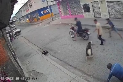 Plucky Pooch Saves Man from Street Robbery in Guayaquil