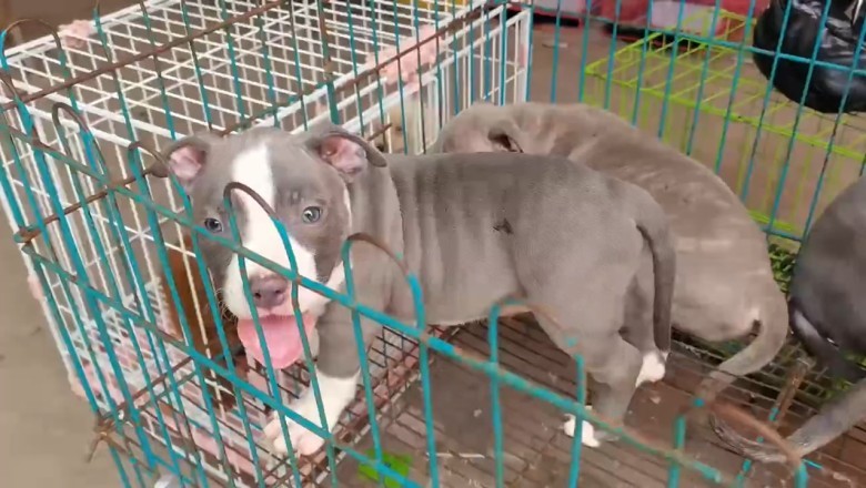 Small but Mighty: Adorable Dogs That Will Melt Your Heart!
