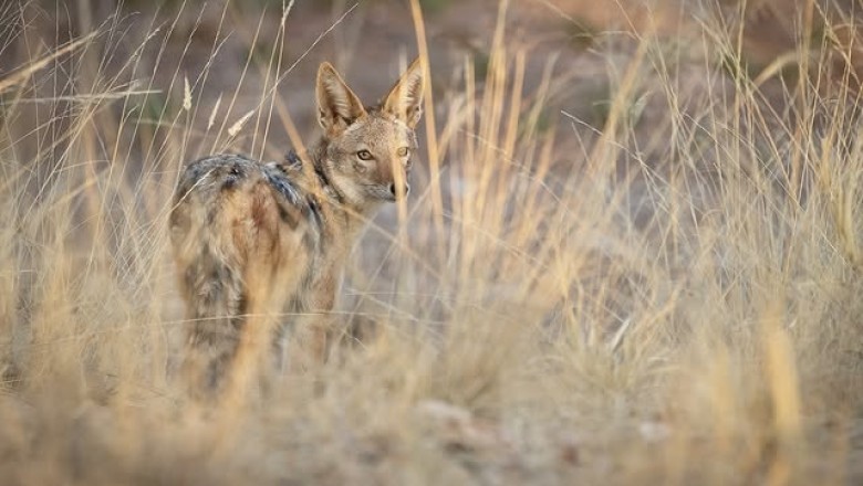 The Marvelous Adaptability of the Black-Backed Jackal: Nature’s Ingenious Predator