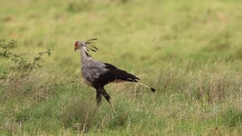 The Secretary Bird: A Majestic Predator of Mapesu Private Game Reserve