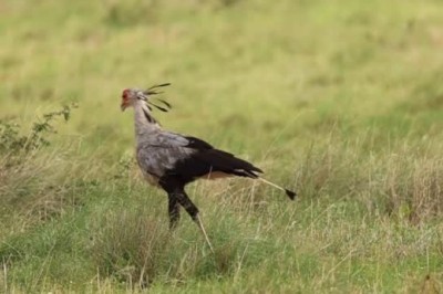 The Secretary Bird: A Majestic Predator of Mapesu Private Game Reserve
