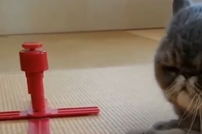 These Cats Are Winning the Internet with Their Hilarious Antics!