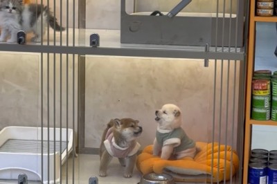 Barking Buddies: The Comedy of Canine Conversations!