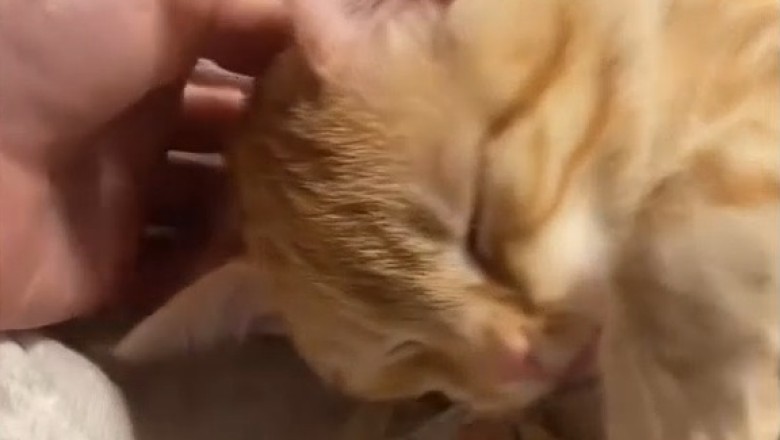 Cat vs. Tail: The Epic Battle!