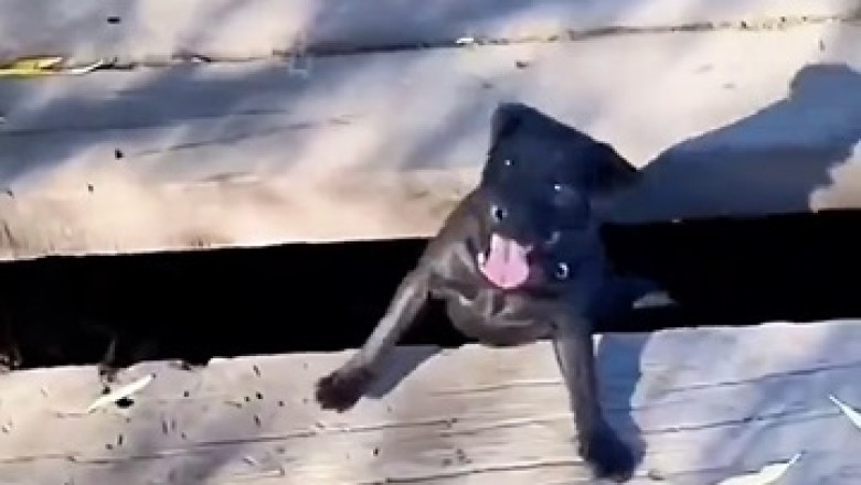 Epic Fails and Funny Faces: The Best of Our Pet Comedy Gold!