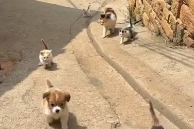 Hilarious Cat vs. Kittens and Puppies Showdown: Who Will Win the Cuteness Battle?