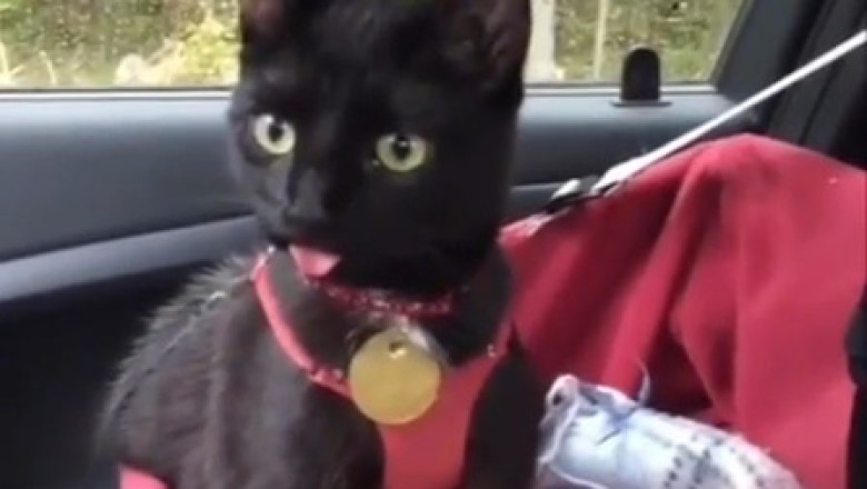 Hilarious Pet Fails: Guaranteed Laughs & Cutest Moments!