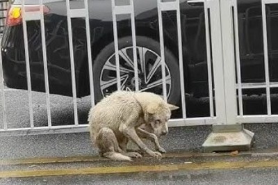 Against All Odds: The Inspiring Rescue of a Brave Little Dog