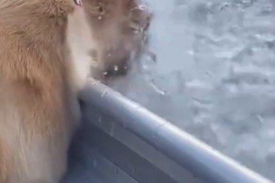 Hilarious Pet Antics: Dogs and Cats Doing the Funniest Things! 😂