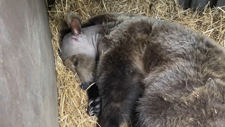 Meet Boki: The Goofy Bear Who Made History with Groundbreaking Brain Surgery