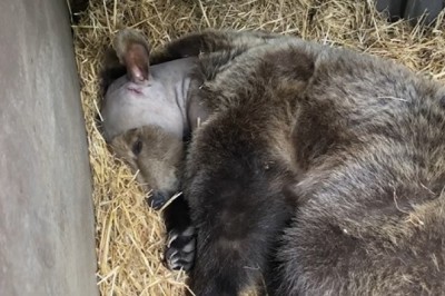 Meet Boki: The Goofy Bear Who Made History with Groundbreaking Brain Surgery