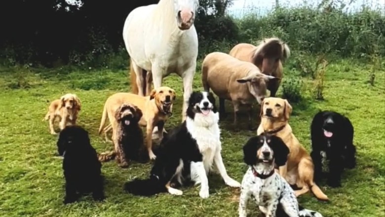 Meet Jimmy: The Miniature Horse Who Thinks He's a Dog!