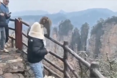 Tourist Punches Monkey in Hilarious Encounter at Zhangjiajie National Park