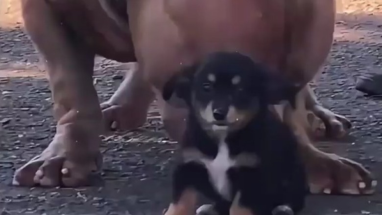 Giant Doggo vs. Tiny Puppy! 😂  Size Difference is Hilarious!