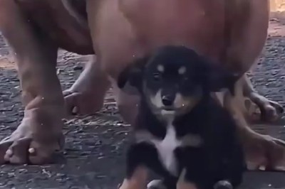 Giant Doggo vs. Tiny Puppy! 😂  Size Difference is Hilarious!