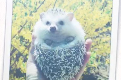 Hedgehog Shenanigans: A Hilarious Photo Video Compilation!