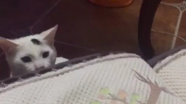 INCREDIBLY FAST CAT HAND! 🤯 You Won't Believe This!