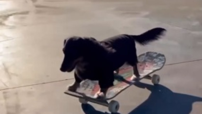 Epic Dog Slide Adventure: The Canine Who Loves to Glide!