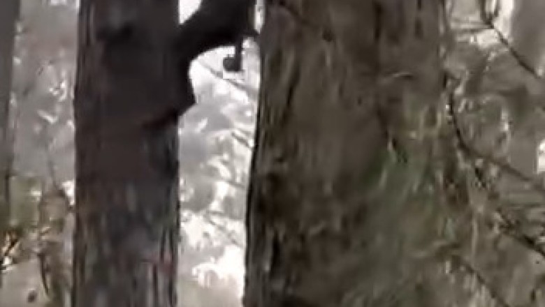 Epic Showdown: Dog vs. Bear – You Won't Believe What Happens!